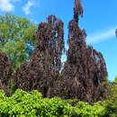 Fagus sylvatica 'Purple Fountaine' - Hänge-Blutbuche