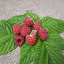 Rubus idaeus 'Autumn Bliss' - Himbeere