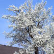 Prunus dom. 'Mirabelle von Nancy': Bild 1/2