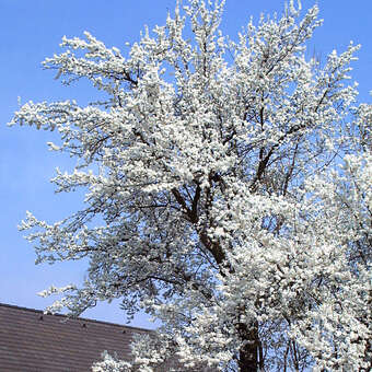 Prunus dom. 'Mirabelle von Nancy'