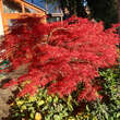 Acer palmatum 'Baldsmith' H150+: Bild 6/7