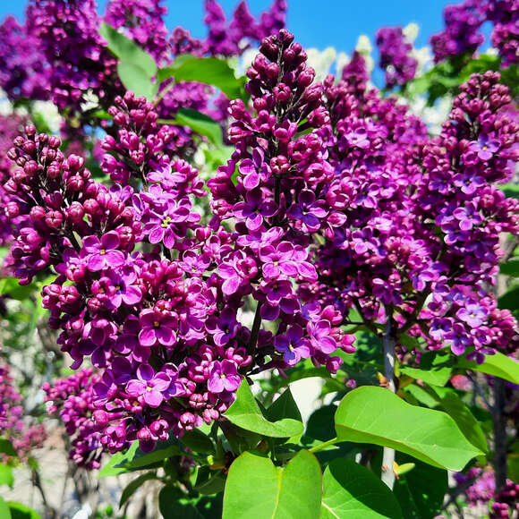 Syringa vulgaris 'Charles Joly': Bild 6/6