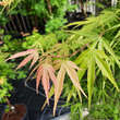 Acer palmatum 'Scolopendriifolium': Bild 3/11