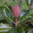 Magnolia grandiflora 'Francois Treyve': Bild 7/8