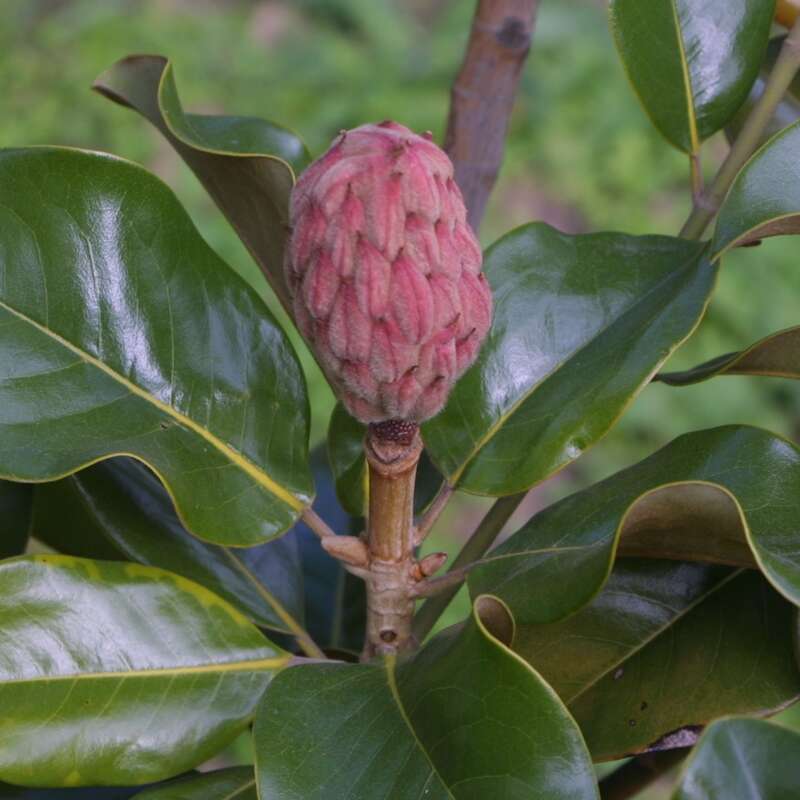 Immergrüne Magnolie Magnolia grandiflora 'Francois