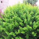 Berberis thunbergii - Grüne Heckenberberitze