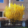 Forsythia intermedia 'Weekend': Bild 5/6