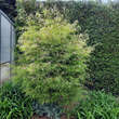 Fagus sylvatica 'Mercedes': Bild 3/3