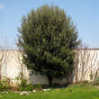 Quercus ilex: Bild 1/11