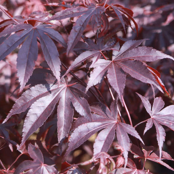 Acer palmatum 'Bloodgood': Bild 1/4 Acer palmatum 'Bloodgood': Bild 1/4