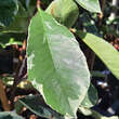 Photinia fraseri 'Pink Marble': Bild 2/6