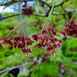 Acer palmatum 'Koto-no-ito': Bild 2/10