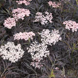 Sambucus nigra 'Black Lace' - Roter Geschlitztblättriger Holunder