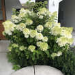 Hydrangea paniculata 'Vanille Fraise': Bild 7/8