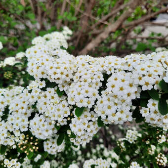 Spiraea vanhouttei: Bild 2/5