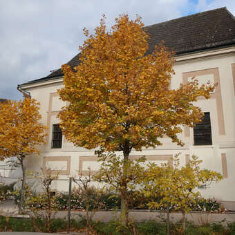 Acer campestre 'Elsrijk': Bild 3/7