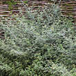 Rubus thibetanus 'Silver Fern': Bild 1/6