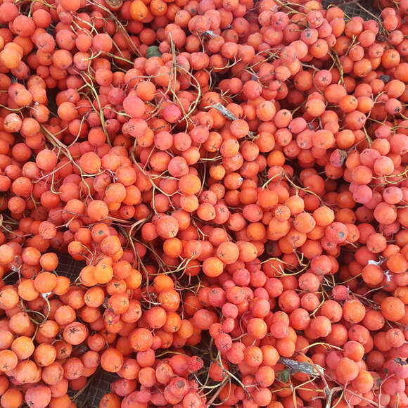 Sorbus aucuparia 'Edulis': Bild 6/6 Sorbus aucuparia 'Edulis': Bild 6/6