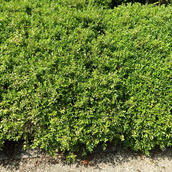 Buxus microphylla 'Herrenhausen': Bild 5/5