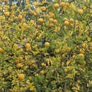 Poncirus trifoliata - Winterharte Zitrone