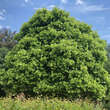 Platanus hispanica 'Alphens Globe': Bild 4/4