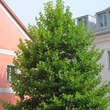 Platanus hispanica: Bild 9/9