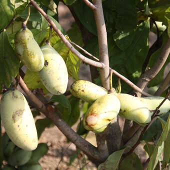 Asimina triloba 'Rebecca's Gold'