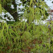 Acer palmatum 'Koto-no-ito': Bild 6/10