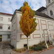Liriodendron tulipifera 'Fastigiatum': Bild 6/11
