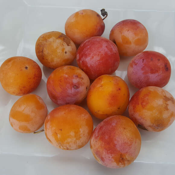 Prunus dom. 'Bellamira': Bild 3/3 Prunus dom. 'Bellamira': Bild 3/3