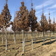 Carpinus betulus 'Lucas': Bild 2/6