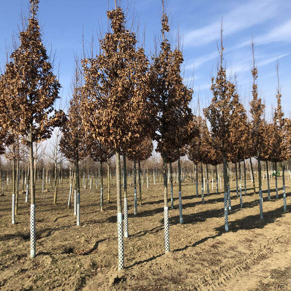 Carpinus betulus 'Lucas': Bild 2/6 Carpinus betulus 'Lucas': Bild 2/6