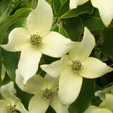 Cornus kousa 'China Girl' - Japanischer Blumenhartriegel