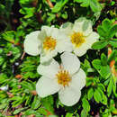 Potentilla fruticosa 'Tilford Cream' - Fünffingerstrauch