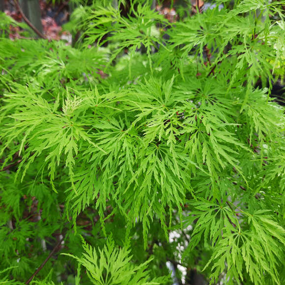 Acer palmatum 'Seiryu': Bild 3/4