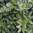 Berberis julianae: Bild 1/6