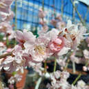 Prunus mume 'Peggy Clarke' - Japanische Aprikose