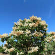 Syringa reticulata 'Ivory Silk': Bild 6/10