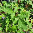 Acer griseum: Bild 2/9