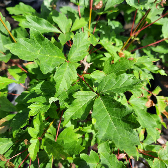 Acer griseum: Bild 2/9 Acer griseum: Bild 2/9