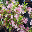 Weigela 'Magical Rainbow': Bild 2/6