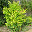 Leycesteria formosa: Bild 4/7