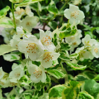 Philadelphus coronarius'Variegatus'