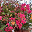 Lagerstroemia 'Petit Red Imperial': Bild 2/2