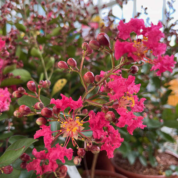Lagerstroemia 'Petit Red Imperial': Bild 2/2
