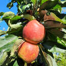 Malus domestica 'Rondo' - Säulenapfel