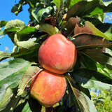 Malus domestica 'Rondo' - Säulenapfel
