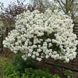 Viburnum 'Eskimo': Bild 2/10