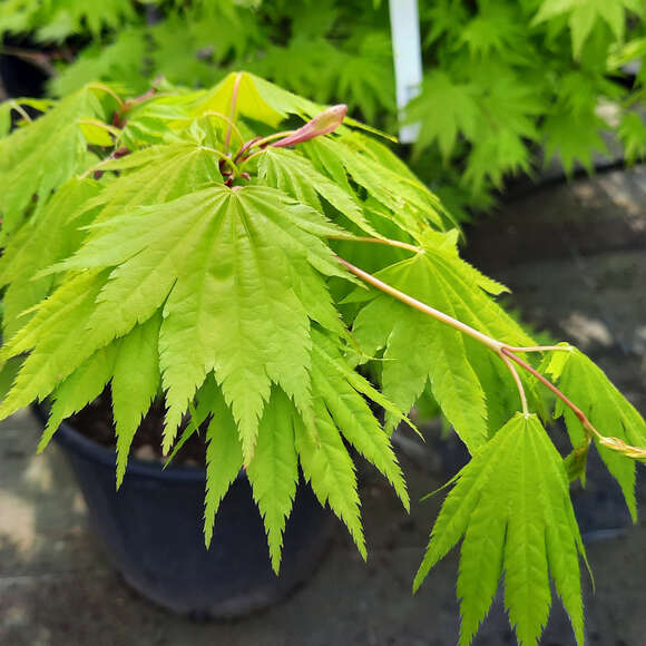Acer palmatum 'Katsura': Bild 9/12