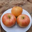 Malus domestica 'Rhapsodie': Bild 2/3